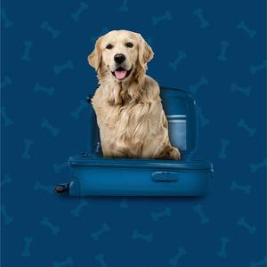 Pet Friendly Hotel ILUNION Aqua 4 Valencia