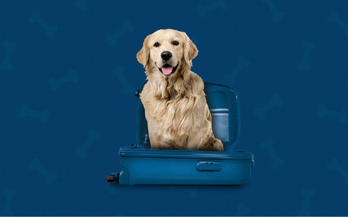 Somos pet friendly Hotel ILUNION Aqua 4 Valencia Somos pet friendly Hotel ILUNION Aqua 4 Valencia